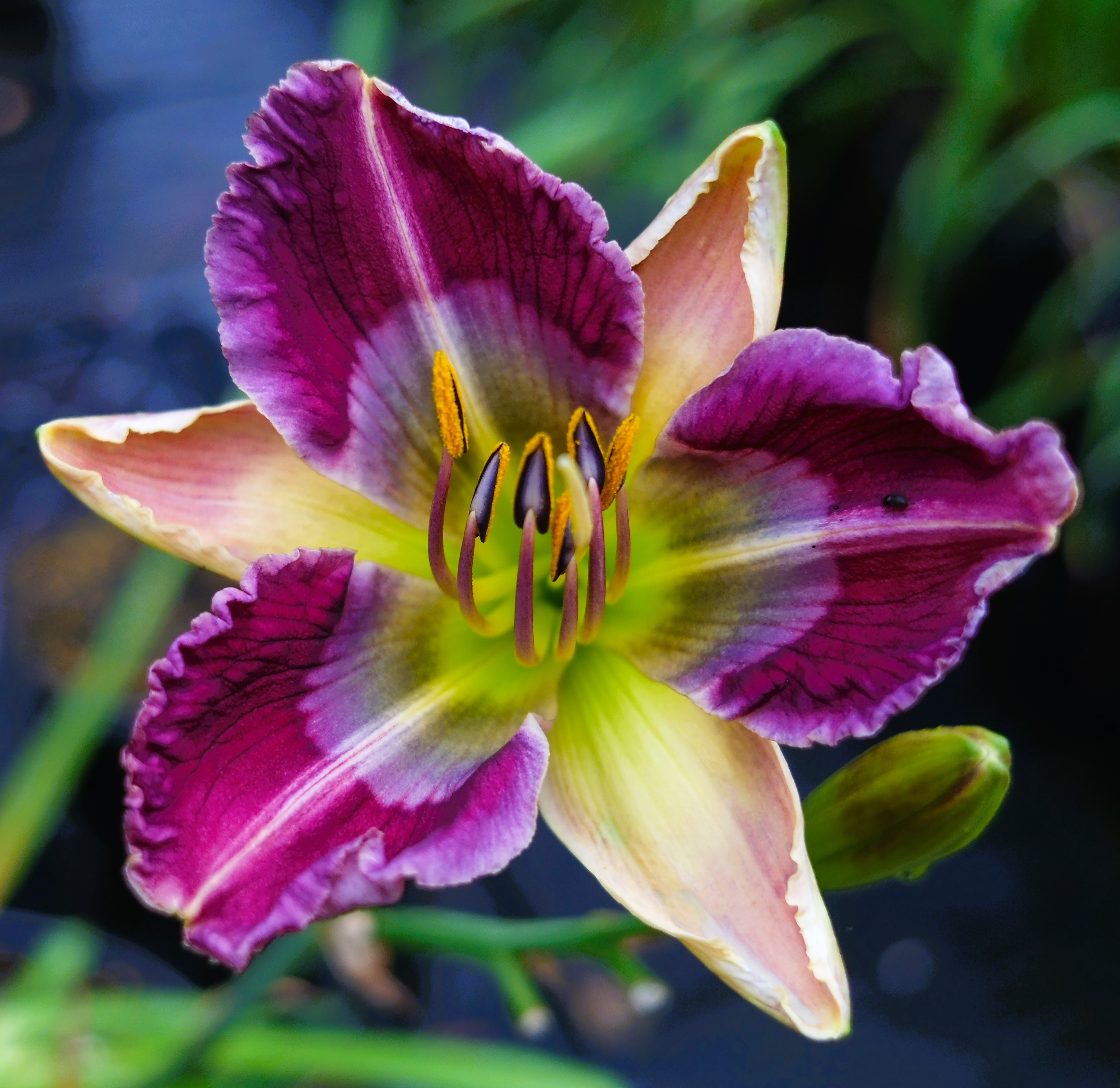 NOID FM SEEDLING